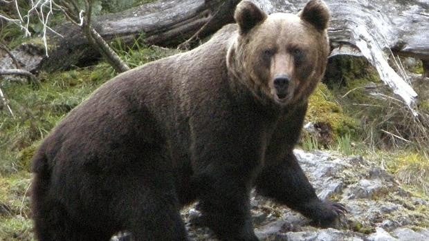 Grave ataque de un oso a una mujer en Cangas del Narcea: «Era una bicho enorme, podía haberla matado»