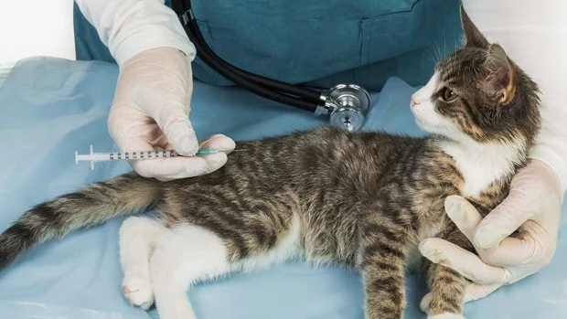 ¿Cómo y cuándo vacunar a su perro o gato?