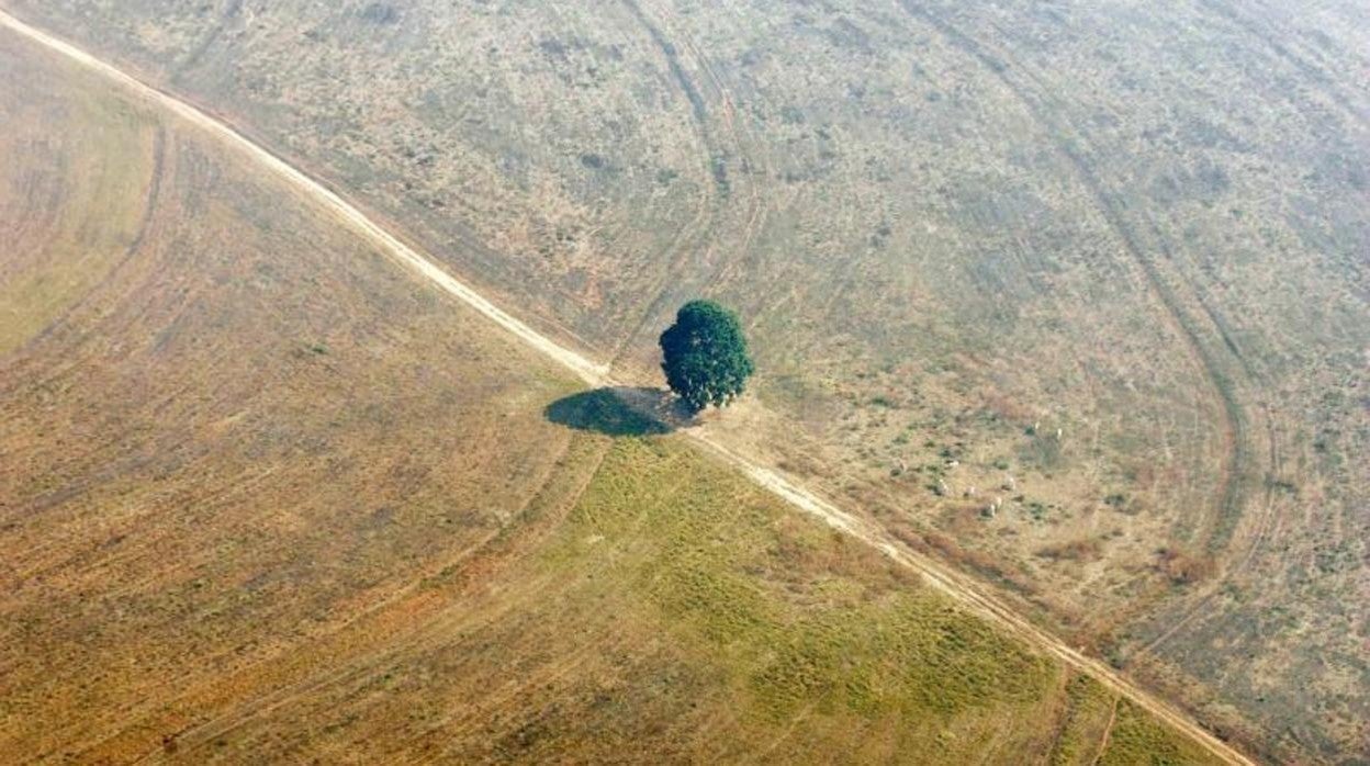 Imagen de archivo de un árbol solitario en lo que antes fue selva en el estado de Mato Grosso, Brasil