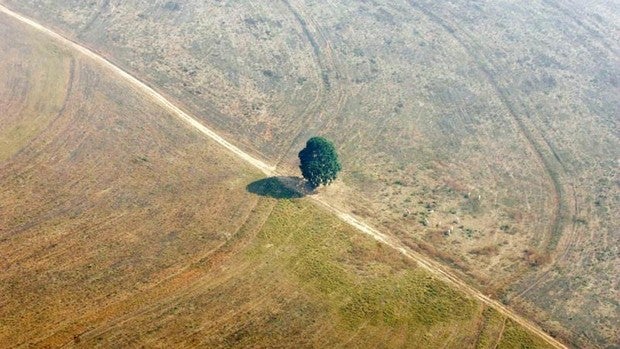 La ONU urge a restaurar una superficie equivalente a China para evitar una debacle natural y climática