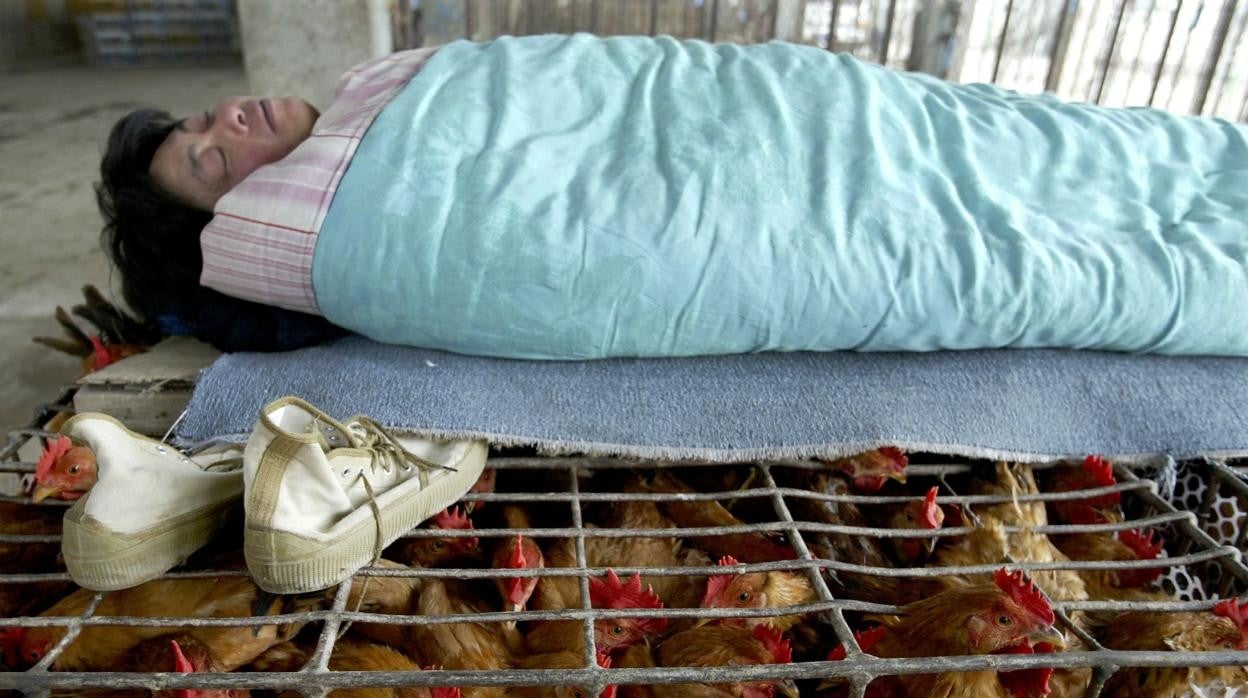 Gripe aviar: el mundo se prepara para otra pandemia tras el coronavirus