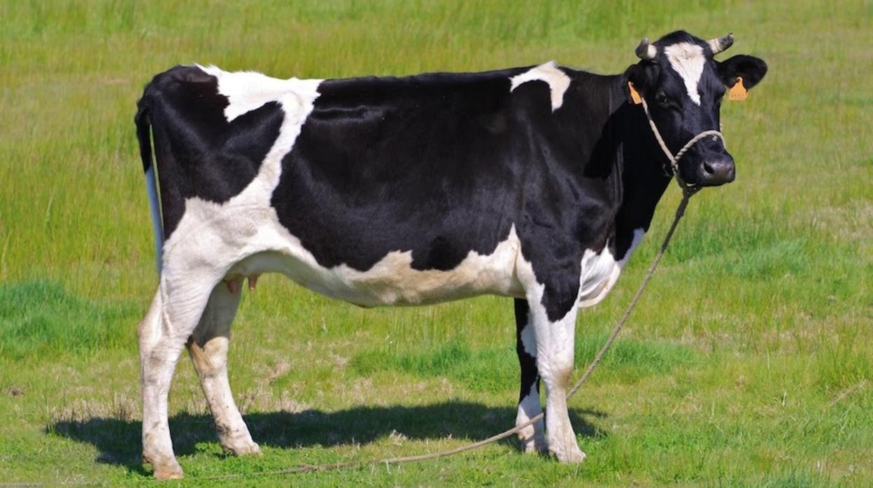 La producción de un móvil precisa menos litros de agua que la de un kilo de ternera