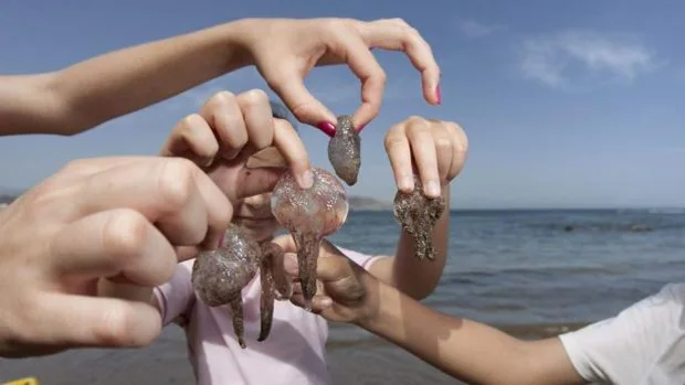 ¿El vinagre es lo mejor para tratar las picaduras de medusas?