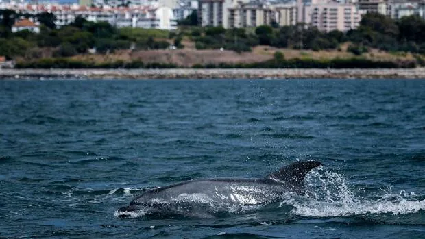 Los delfines regresan al Tajo por la 'tranquilidad' que deja el coronavirus