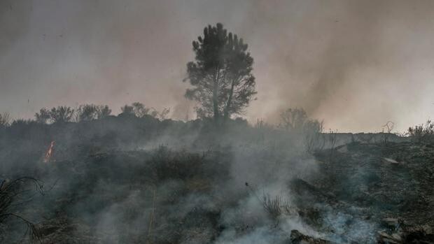 Grecia consigue controlar las llamas, pero los países mediterráneos y del sur de Europa siguen en alerta