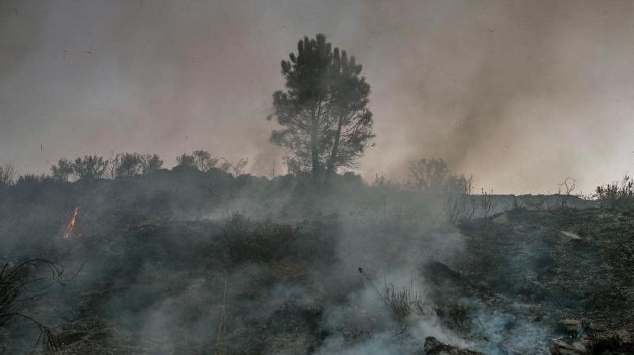 Parte del terreno calcinado este viernes tras declararse un incendio en la localidad orensana de Rubiá