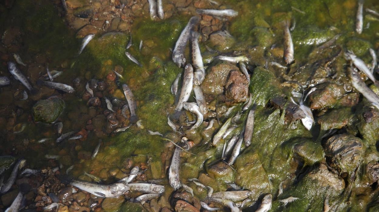 Cientos de peces muertos en la orilla de la playa