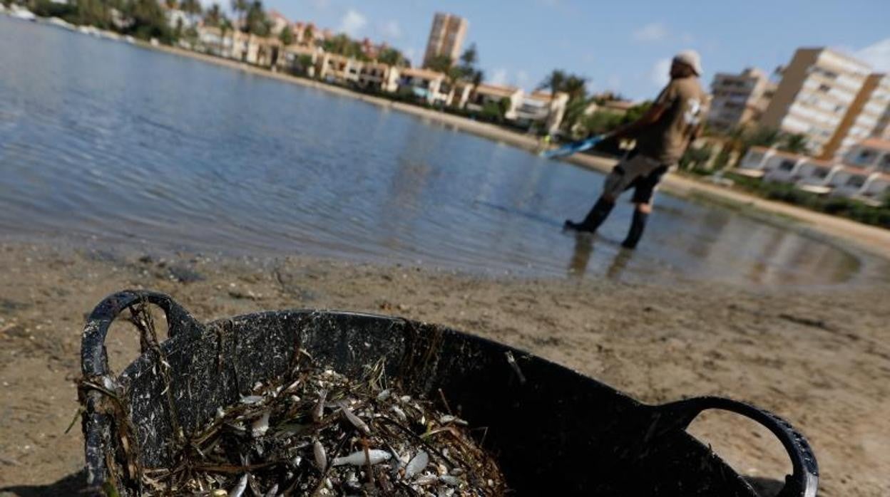 Una persona recoge ejemplares de peces muertos que han aparecido en varias zonas del mar Menor, a 19 de agosto de 2021, en la Isla del Ciervo, Murcia