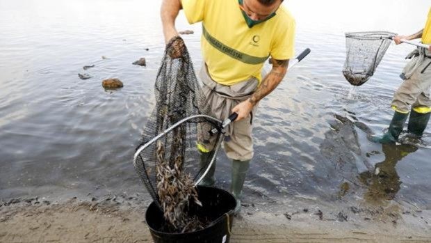 El volumen de peces muertos en el mar Menor en la última semana ya supera al provocado por la DANA de 2019