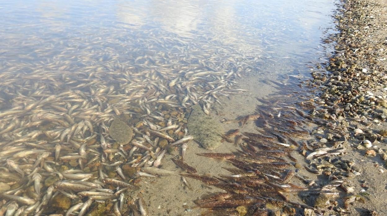 Peces muertos en el mar Menor el pasado mar Menor