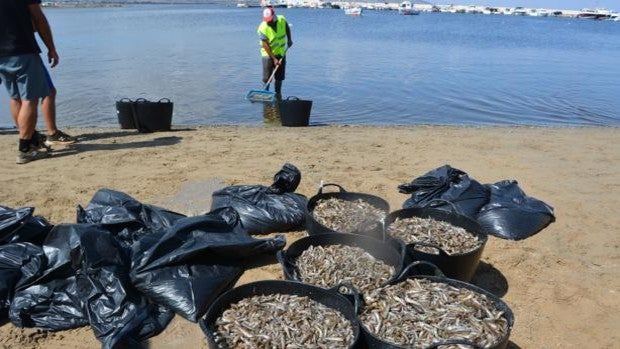 Cinco medidas de choque para salvar el mar Menor