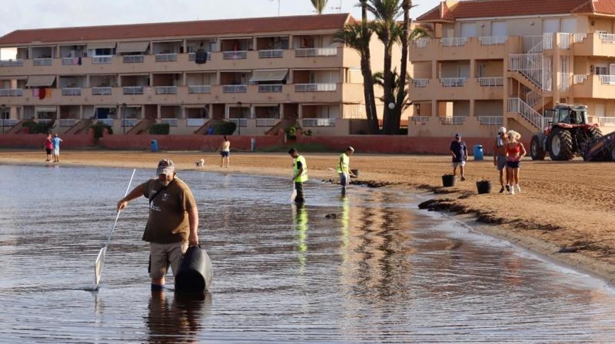 Operarios en las labores de limpieza en la playa de Puerto Bello de La Manga del Mar Menor