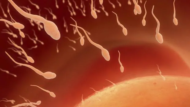 Desarrollan un anticonceptivo femenino que inmoviliza los espermatozoides antes de que lleguen al óvulo