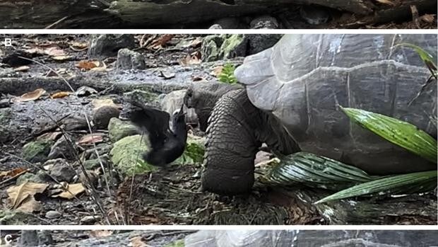 Captan por primera vez a una tortuga gigante devorando a un pájaro en las Islas Seychelles