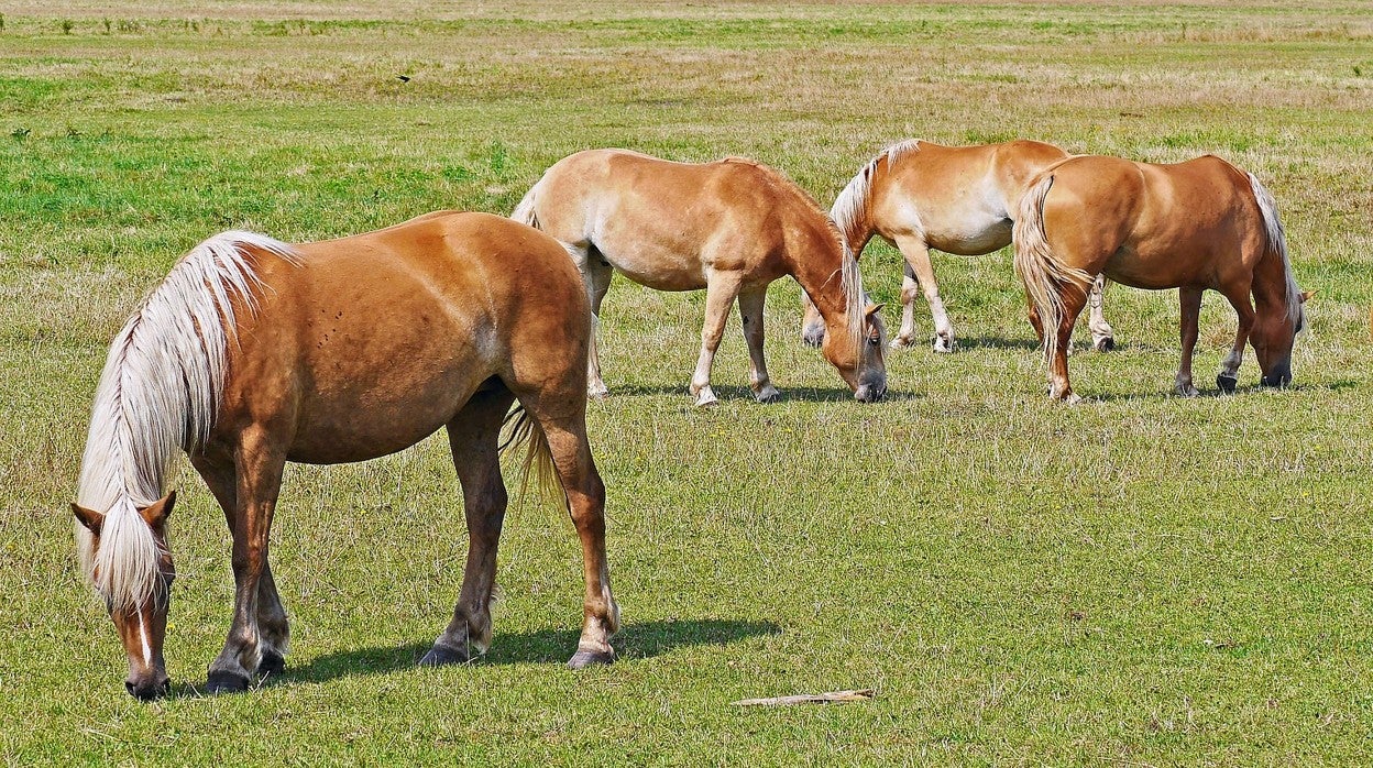 Castilla-La Mancha y Extremadura investigan varios focos de ántrax
