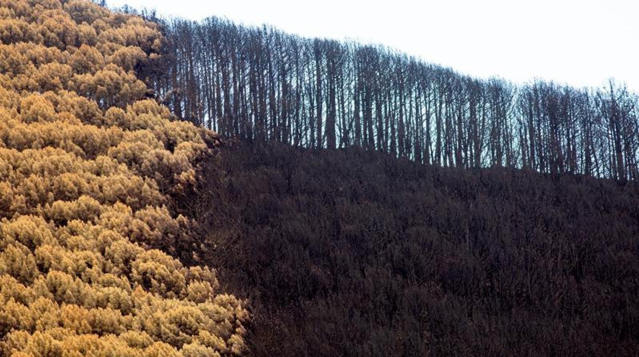 Estas son las 14 especies que habrían desaparecido tras el incendio de Sierra Bermeja