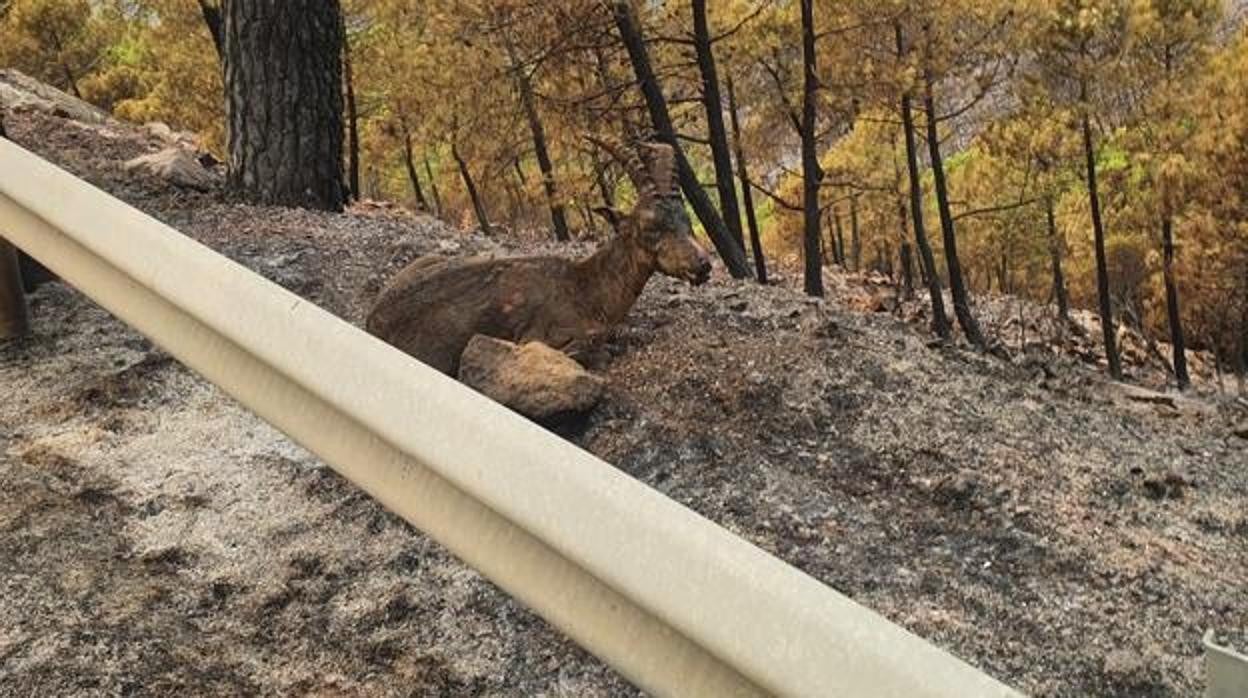 En la imagen, la foto de la cabra montés quemada tras el incendio de Sierra Bermeja, Málaga