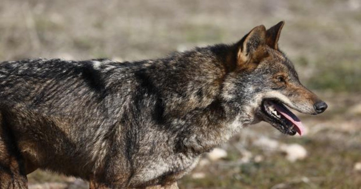 Lobo ibérico