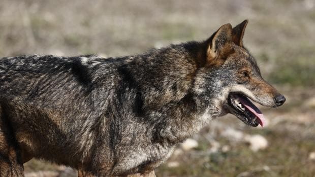 La caza del lobo estará prohibida en toda España a partir de este miércoles