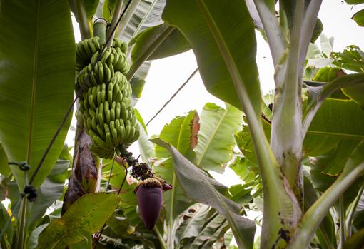 Plátanos en la cooperativa Volcán de San Juan
