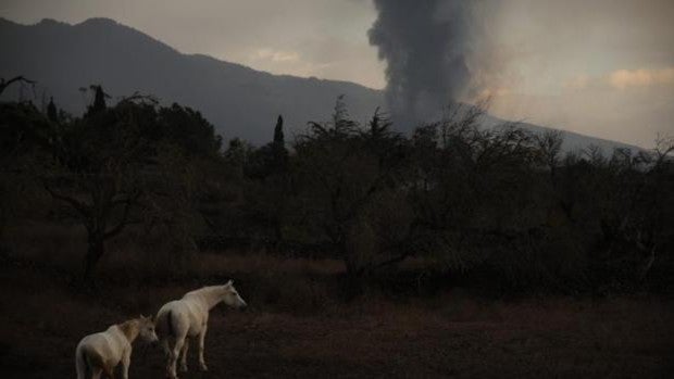 Los gases tóxicos provocados por la llegada de la lava al mar son de bajo riesgo