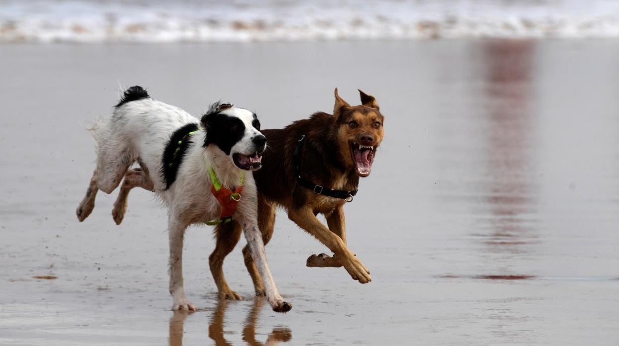 Los animales pasarán a ser «seres sintientes»