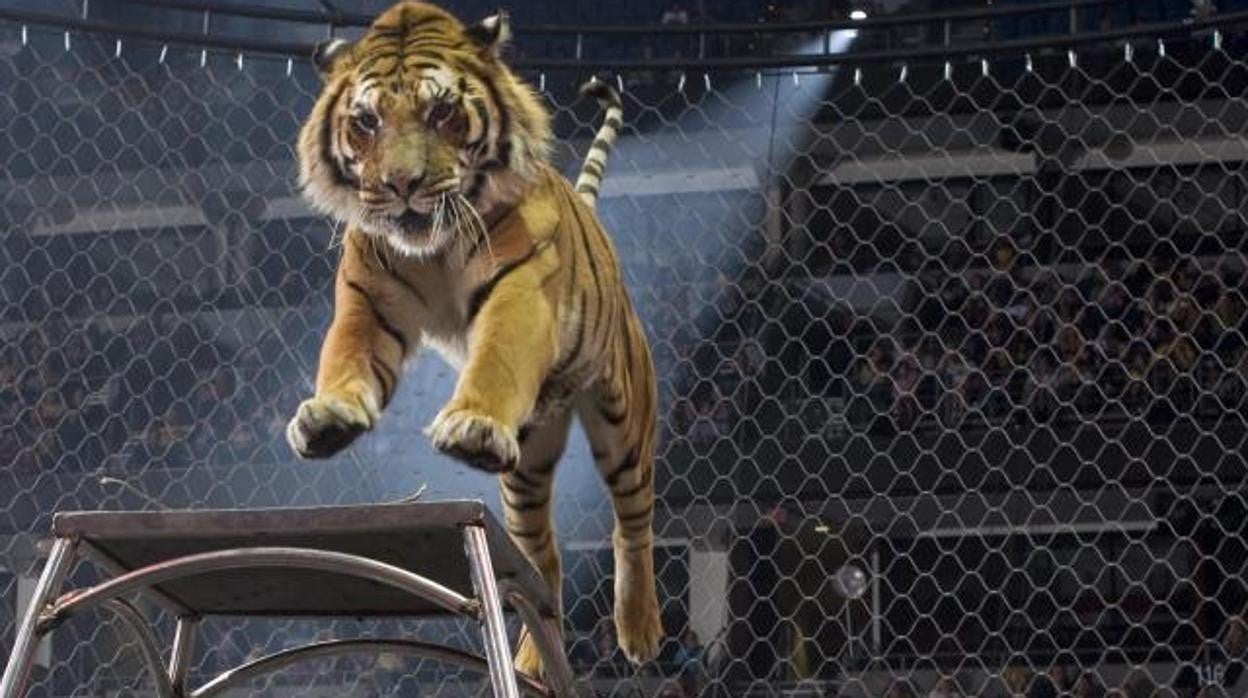 Los circos deberán prescindir de los animales salvajes en sus espectáculos