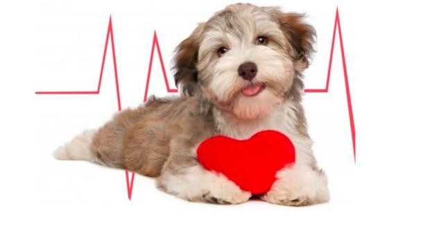 El actual Amperio Vegetales Uno de cada diez perros tiene una patología cardíaca, ¿cómo detectarla a  tiempo?
