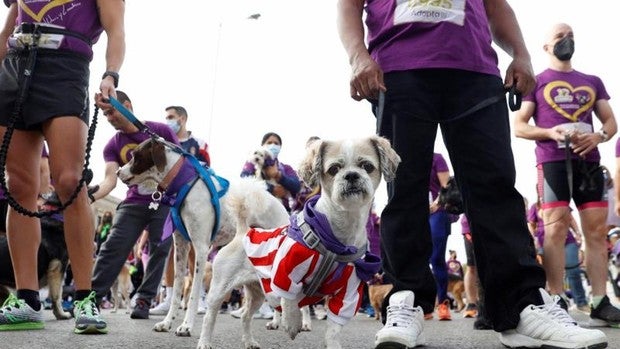 Un curso gratuito para enseñar que hay que recoger las heces del perro