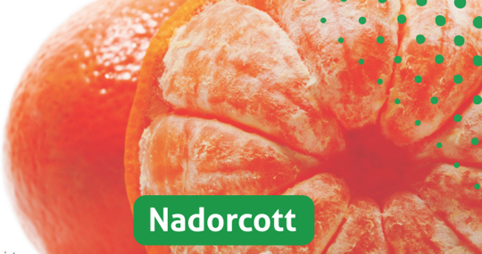 Imagen promocional de la 'nadorcott' en el folleto informativo de CVVP