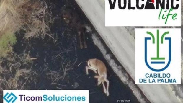 Diseñan un sistema con drones de carga para rescatar a los perros atrapados por el volcán de La Palma