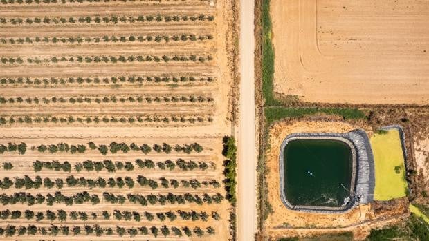 El agua robada de cuatro acuíferos de España riega el equivalente a más de 100.000 campos de fútbol