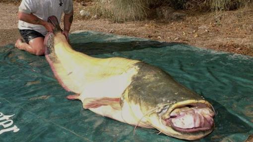 Siluro de 90 kilos capturado por un pescador británico en el Ebro