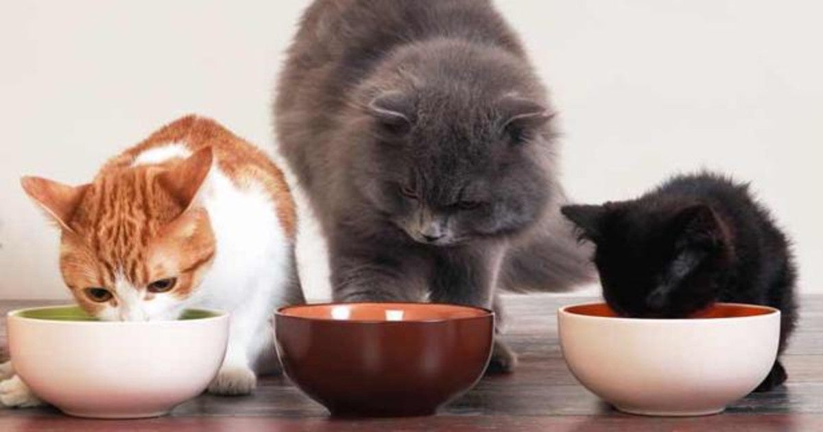 Gatos comiendo