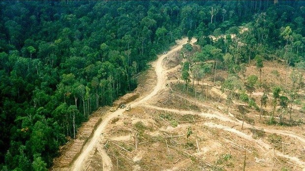 Bruselas quiere vetar las importaciones de madera, café, carne, soja o cacao de zonas deforestadas