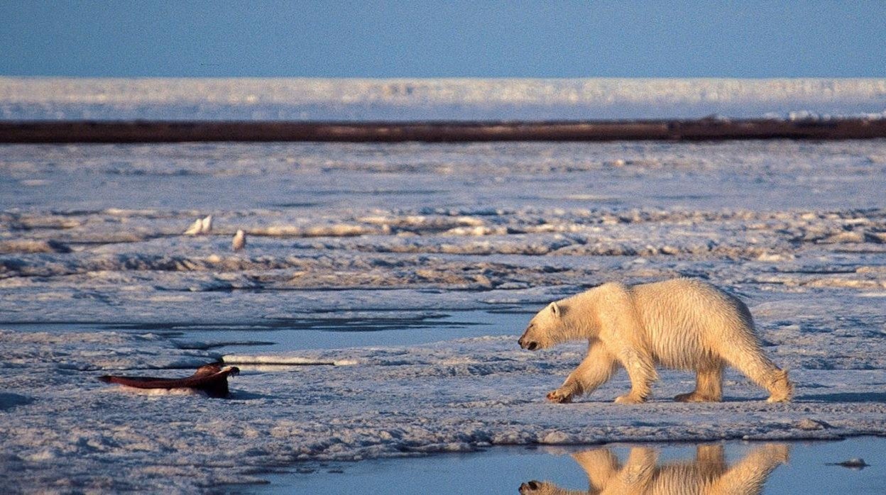 El Ártico registra un récord histórico de temperatura, 38 grados en junio de 2020