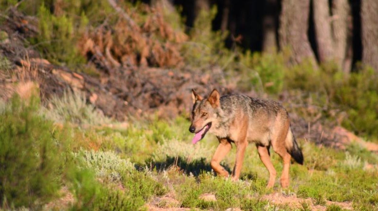 La Audiencia Nacional desestima la petición de Cantabria y mantiene el veto a la caza del lobo