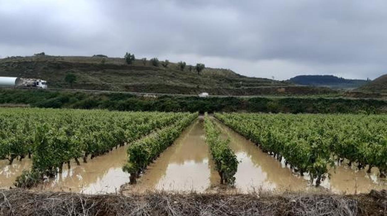 Viñedos inundados tras el paso de una fuerte tormenta en el municipio de Briones, en junio de 2021, en La Rioja