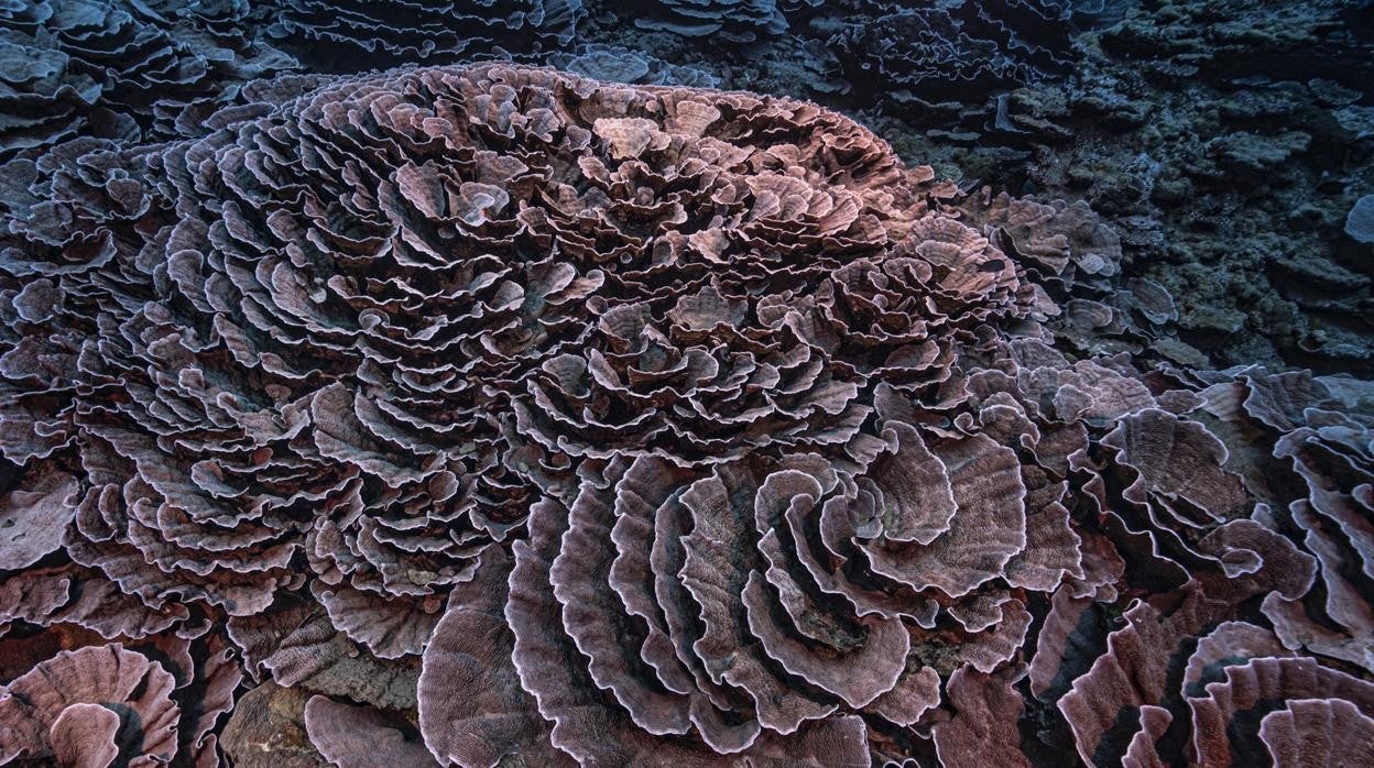 Descubren un arrecife con corales gigantes libre de la acción del cambio  climático en Tahití