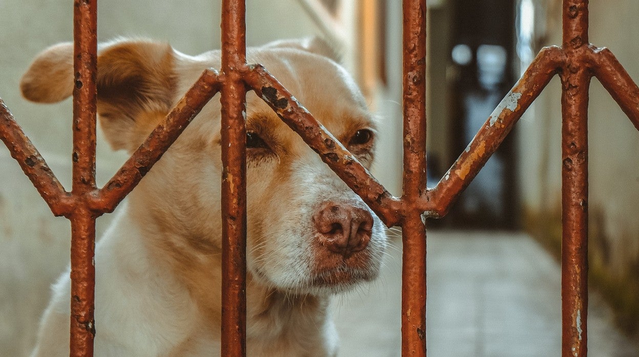 Imagen de archivo de un perro