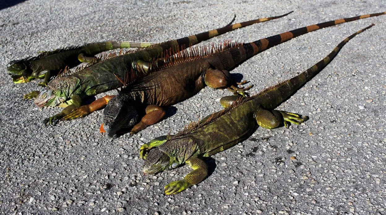 Las iguanas inmovilizadas que caen de los árboles por el frío