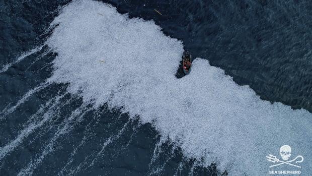 Conmoción en Francia por una alfombra flotante de peces muertos arrojada por un arrastrero