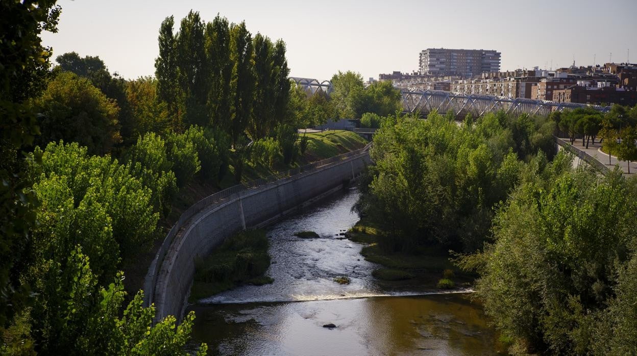 Vegetación en el cauce del Manzanares en Madrid Río