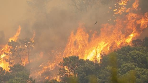 La ONU alerta de incendios en sitios «casi imposibles» como el Ártico