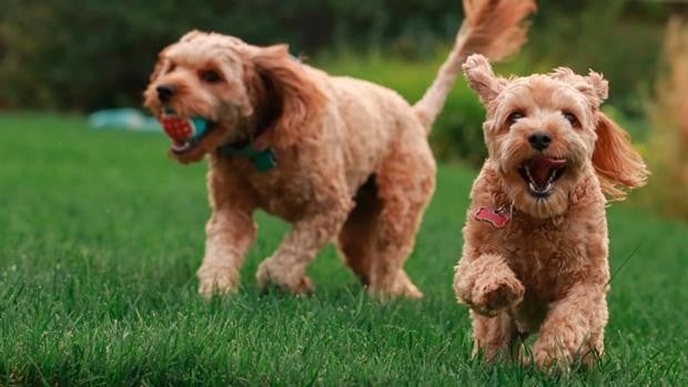 Llega Damkotas, una revolución en la educación canina