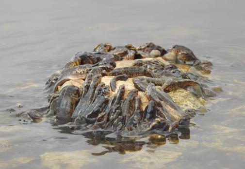 Peces muertos en el mar Menor en agosto de 2021
