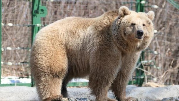 Masha, el primer oso rescatado con éxito de Ucrania, llegó «temblando» a su nuevo refugio en Rumanía