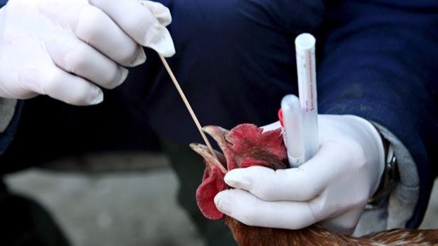 Francia se enfrenta a la peor crisis de gripe aviar de su historia