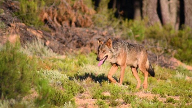 El Gobierno recurre la Ley de Caza de Castilla y León por considerar al lobo especie cinegética