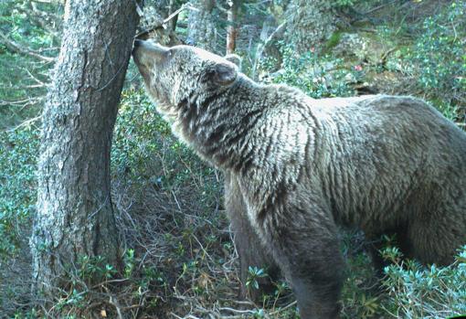 Oso adulto en los Pirineos